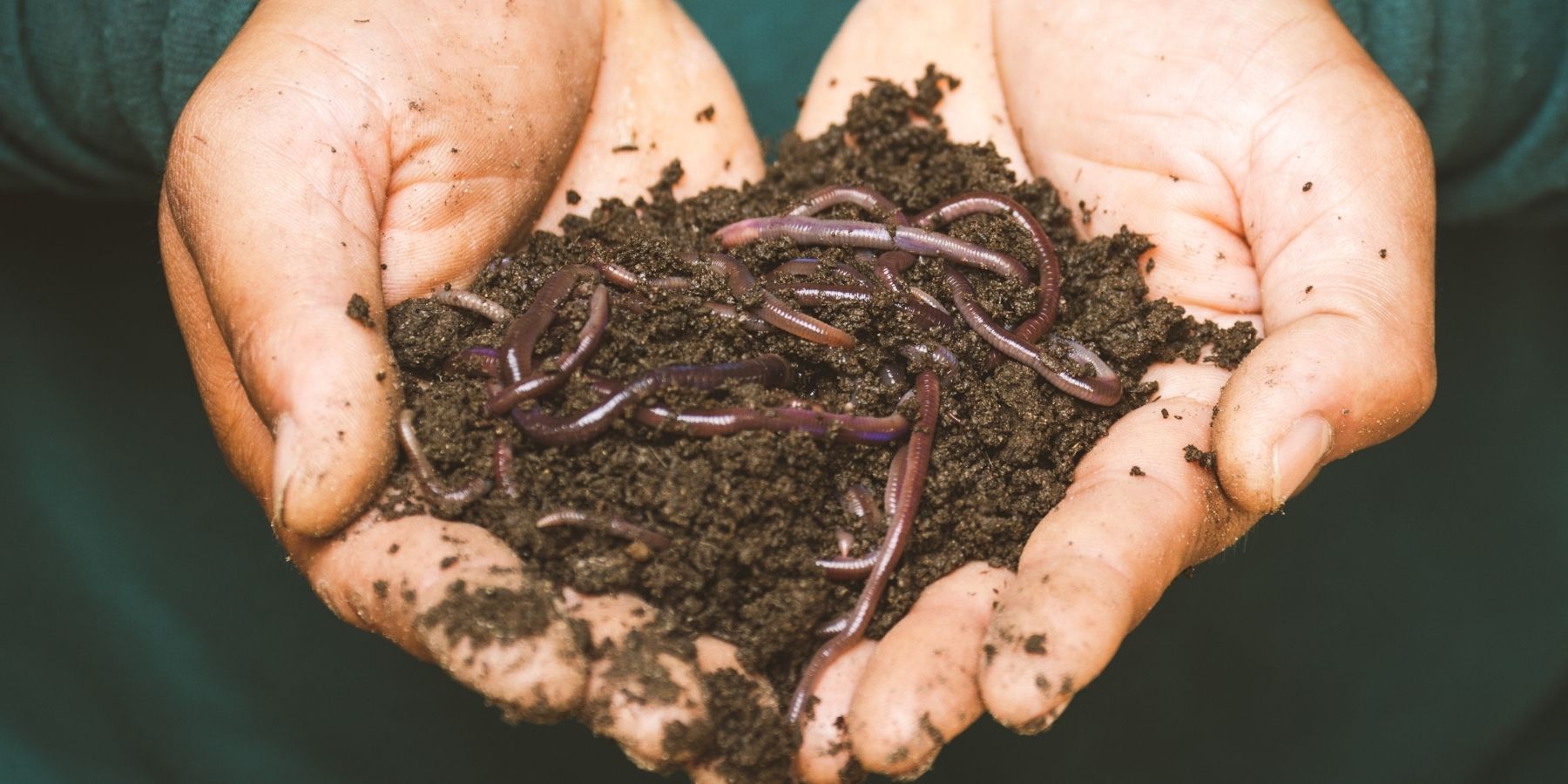 A pair of cupped hands hold a handful of brown soil containing lots of earthworms