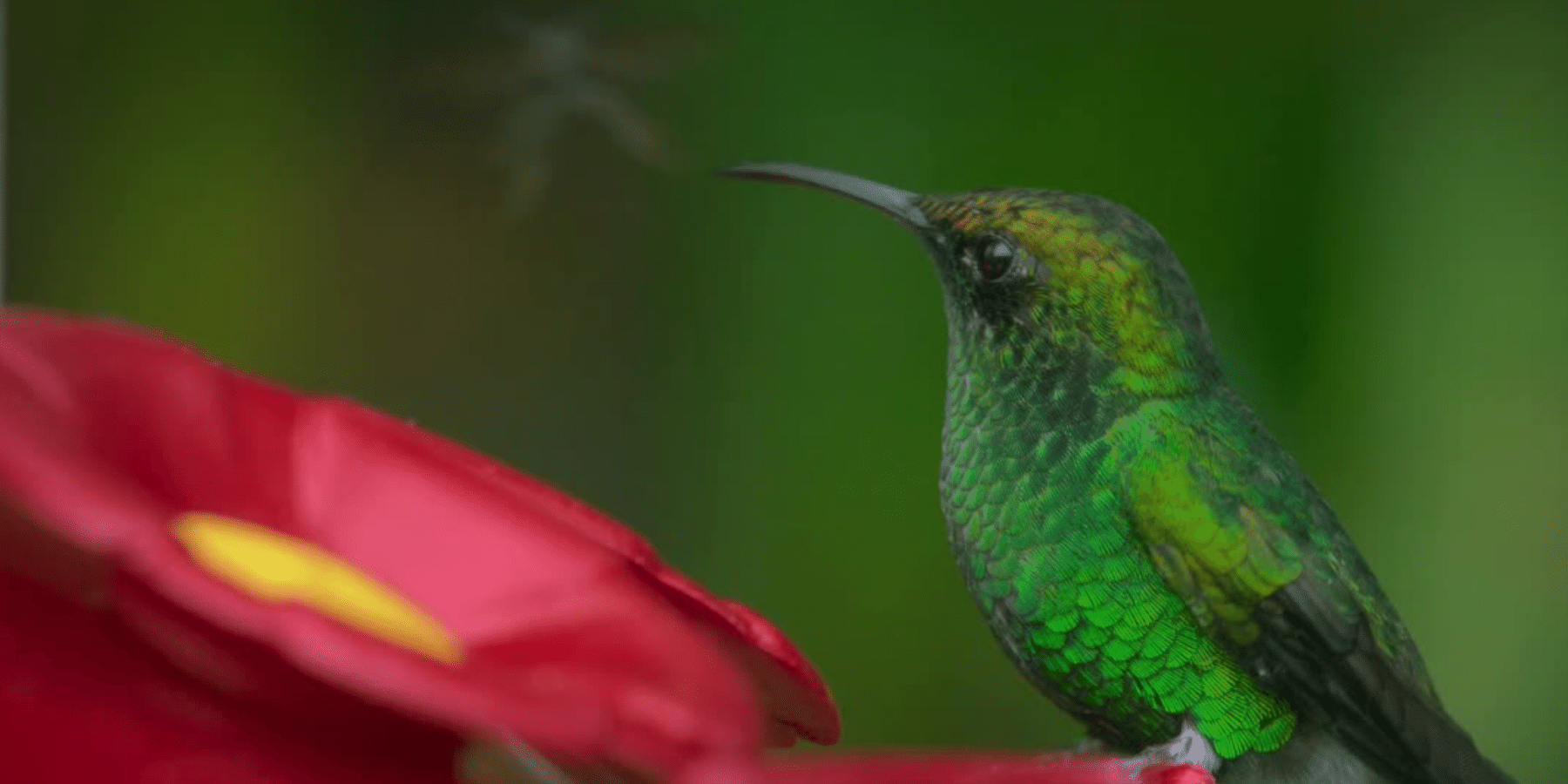 A green hummingbird perches on the edge of a bright pink flower