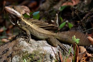 A Jesus Christ lizard is pictured sitting on a rock in the rainforest