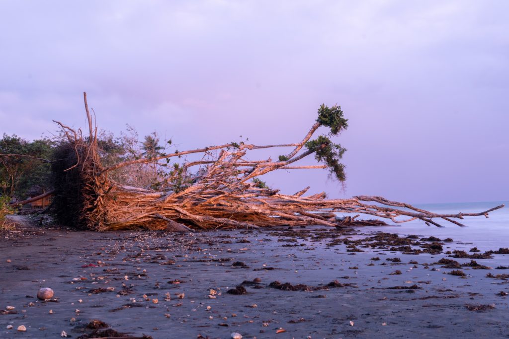 A large tree lies flat on a beach in the pink light of sunset.