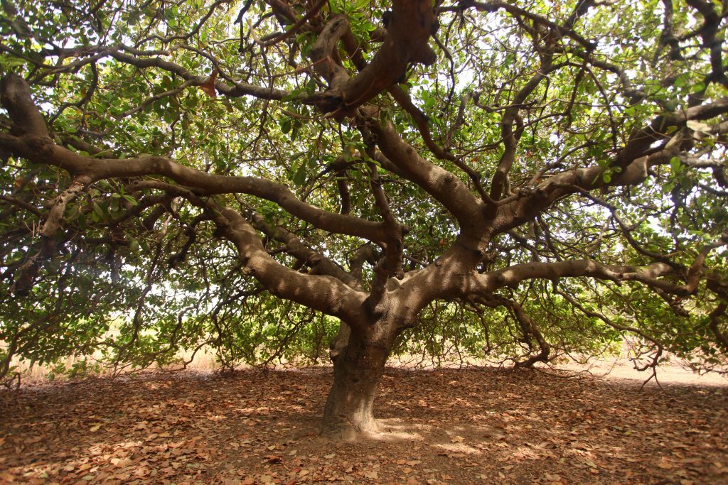 Large, old cashew tree
