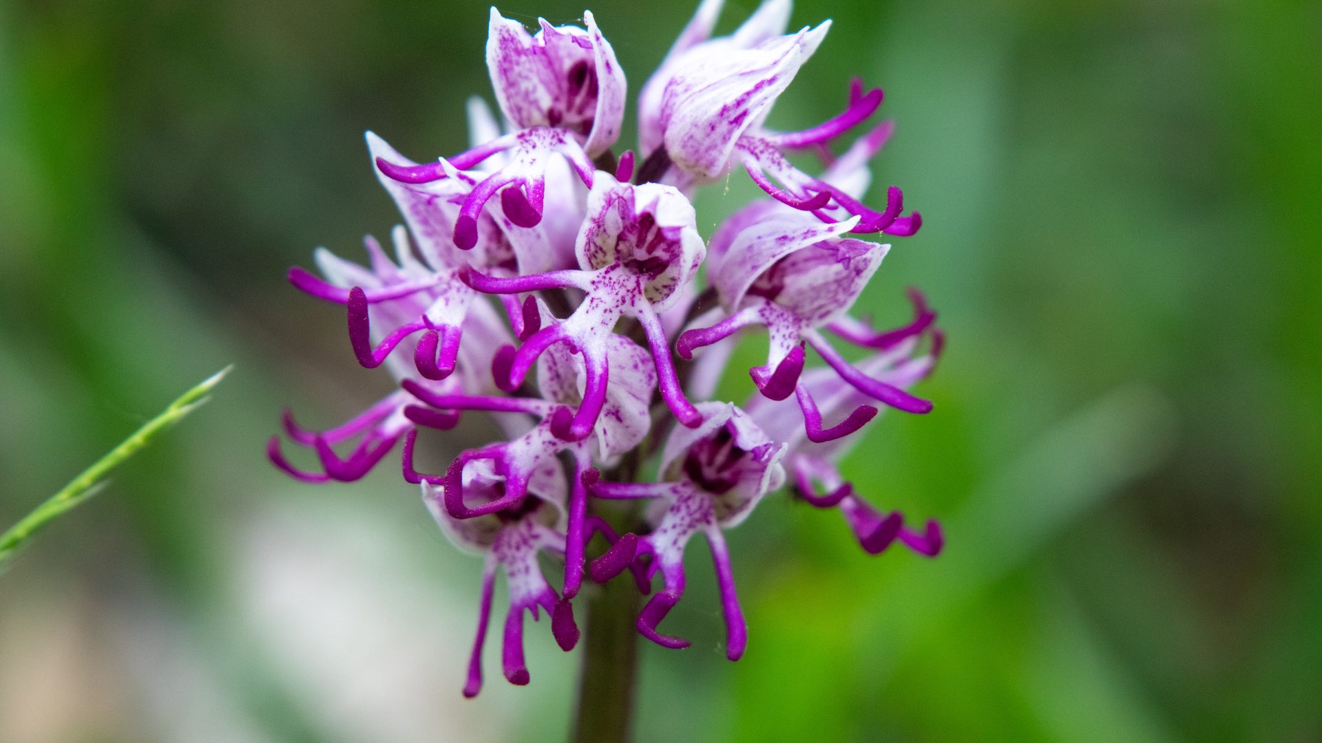An orchid of many individual purple and white flowers, each of which bears a resemblence to the shape of a monkey.