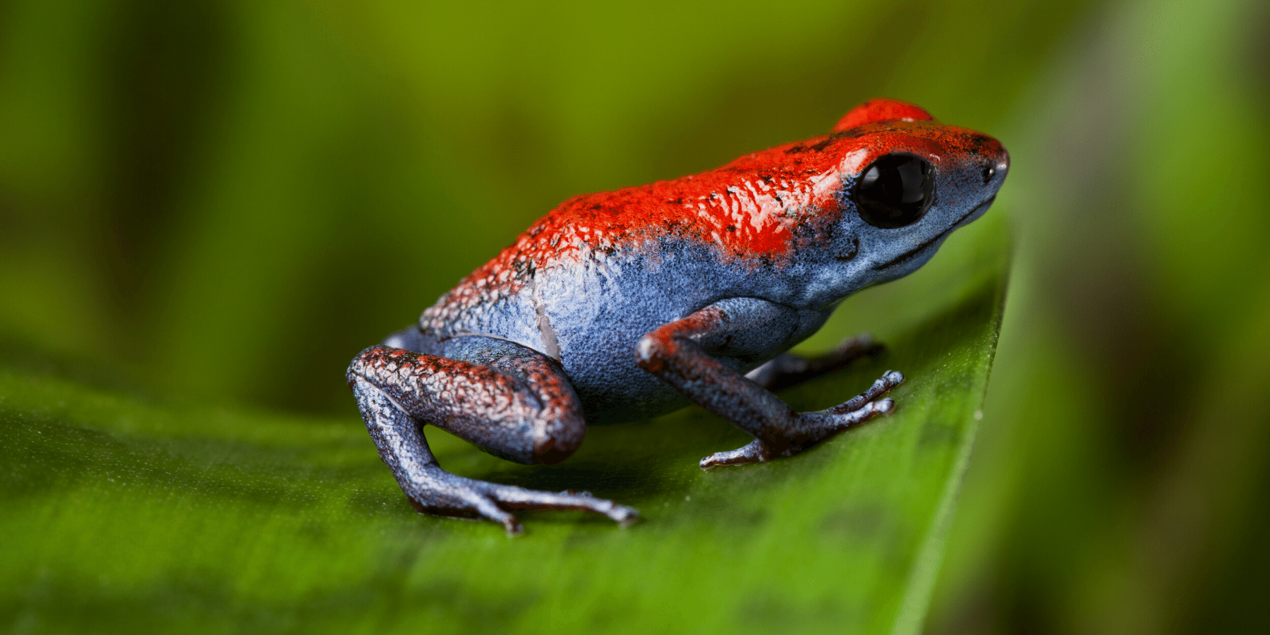 A frog with a brilliant blue underbelly and legs with sticking red back and head , sits on a green leaf