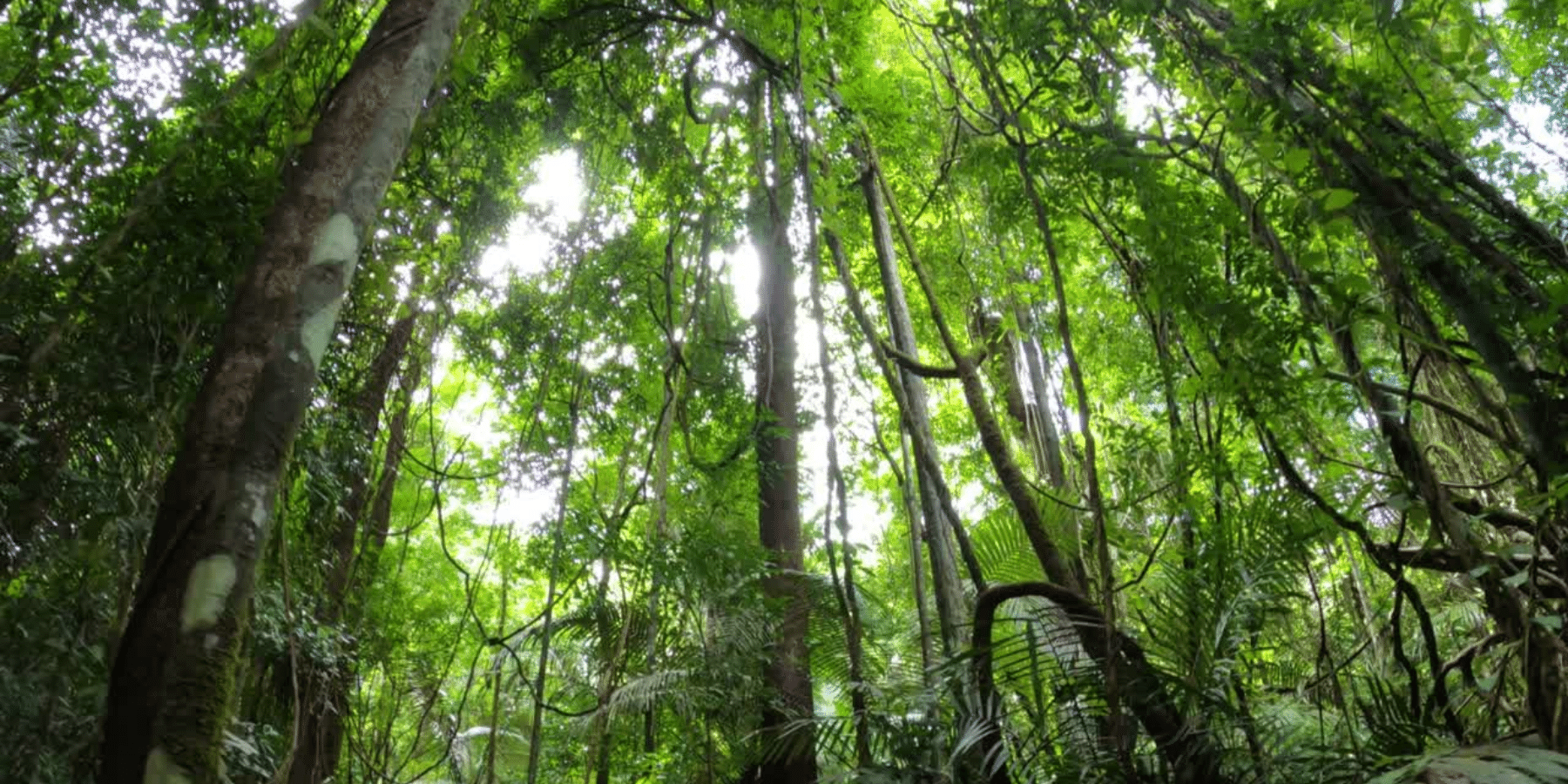 From the forest floor, looking up at trunks of rainforest trees into the green canopy above.