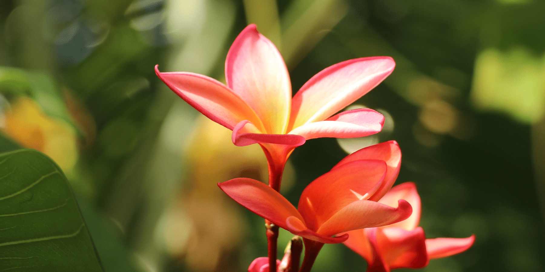 Bright red jungle flower opens up its petals into the sunlight, Green leaves can be seen behind.