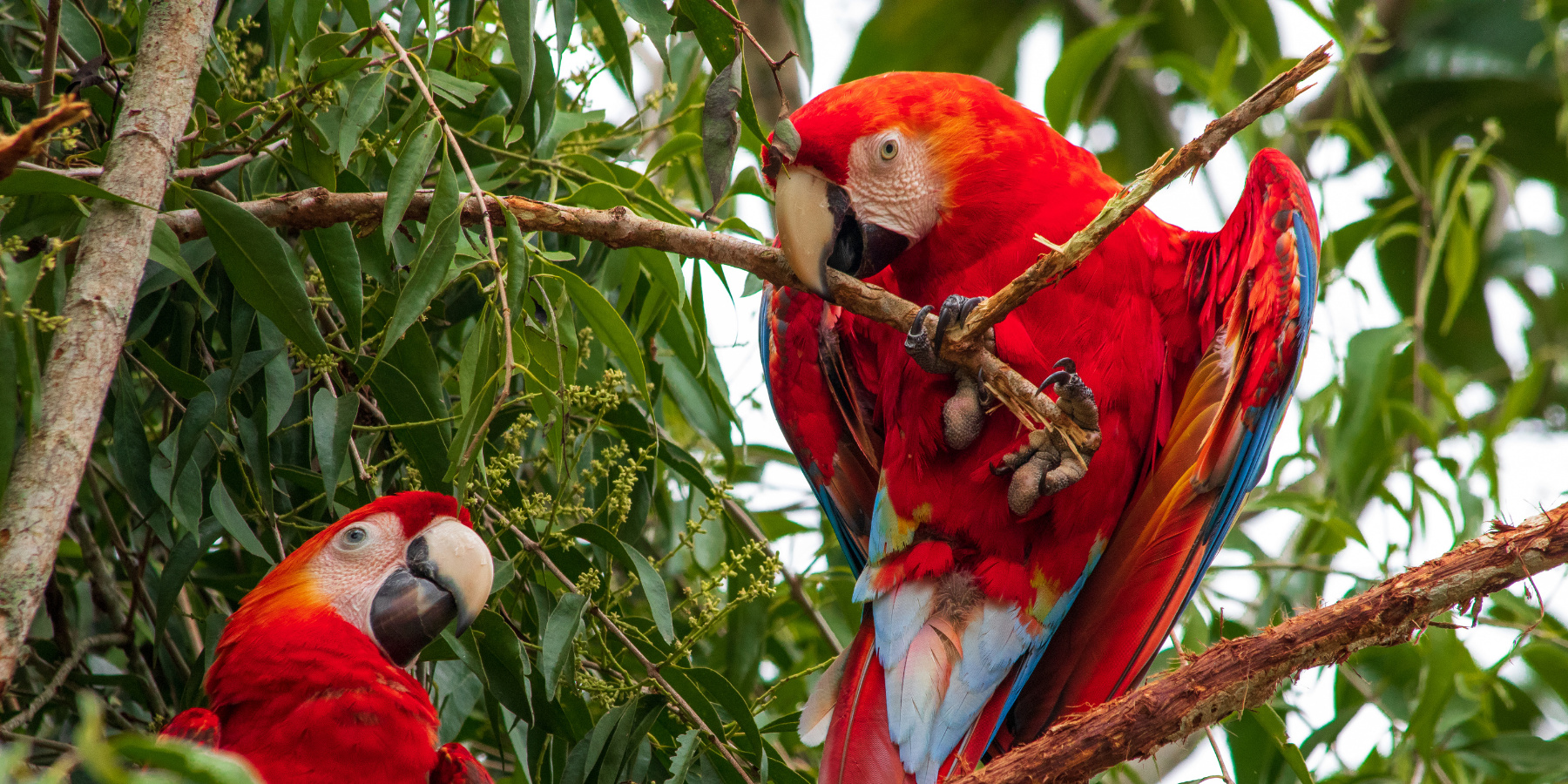 Two brilliant red macaws perch in a cluster of branches, one is using their beak to hold on to a stick while it's claws grip tightly to the branch.