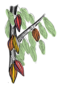 Sketchy illustration of a cacao tree with pods hanging from it's branches and trunk.