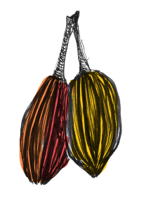 An illustration of two cacao pods.