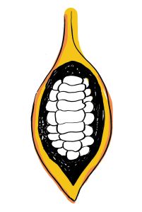 Illustration of an open cacao pod showing the beans within.