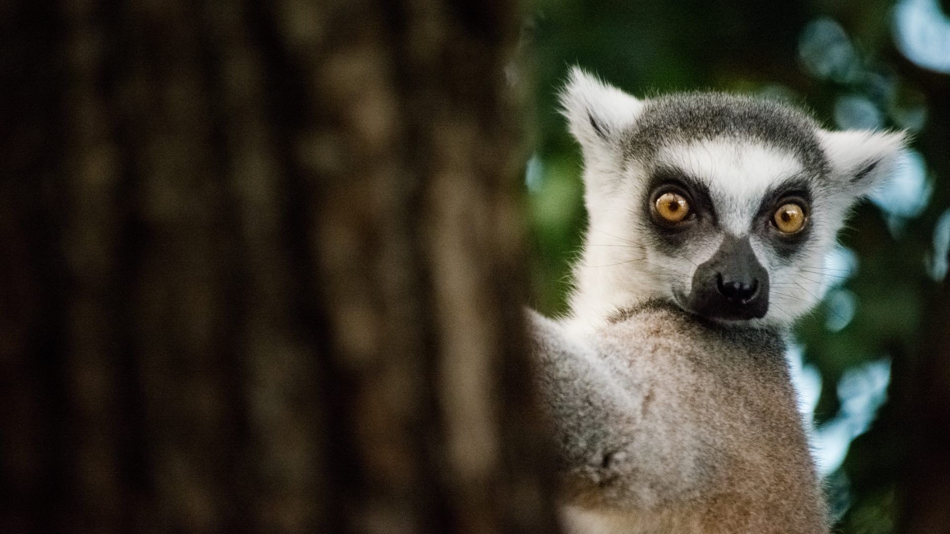 Lemur sitting in a tree