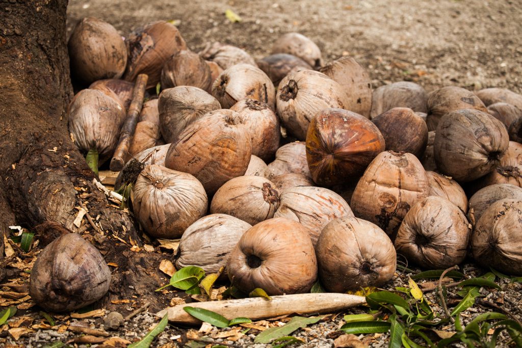 A large pile of brown ripe coconuts on the ground. 
