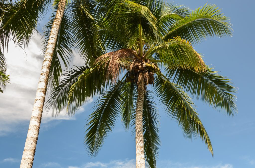 Two coconut palm trees, with green leaves against a blue sky. 