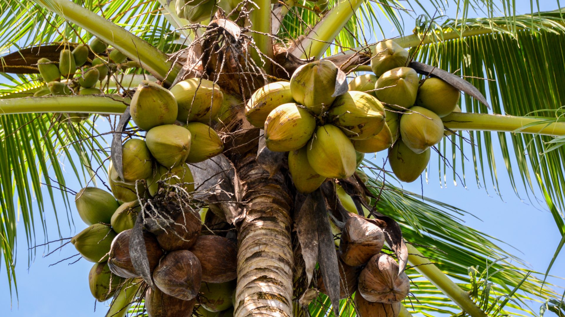 The camera is angled up into the top of a coconut palm tree, full of coconut fruit. Patches of blue sky are visible though the green palm leaves.
