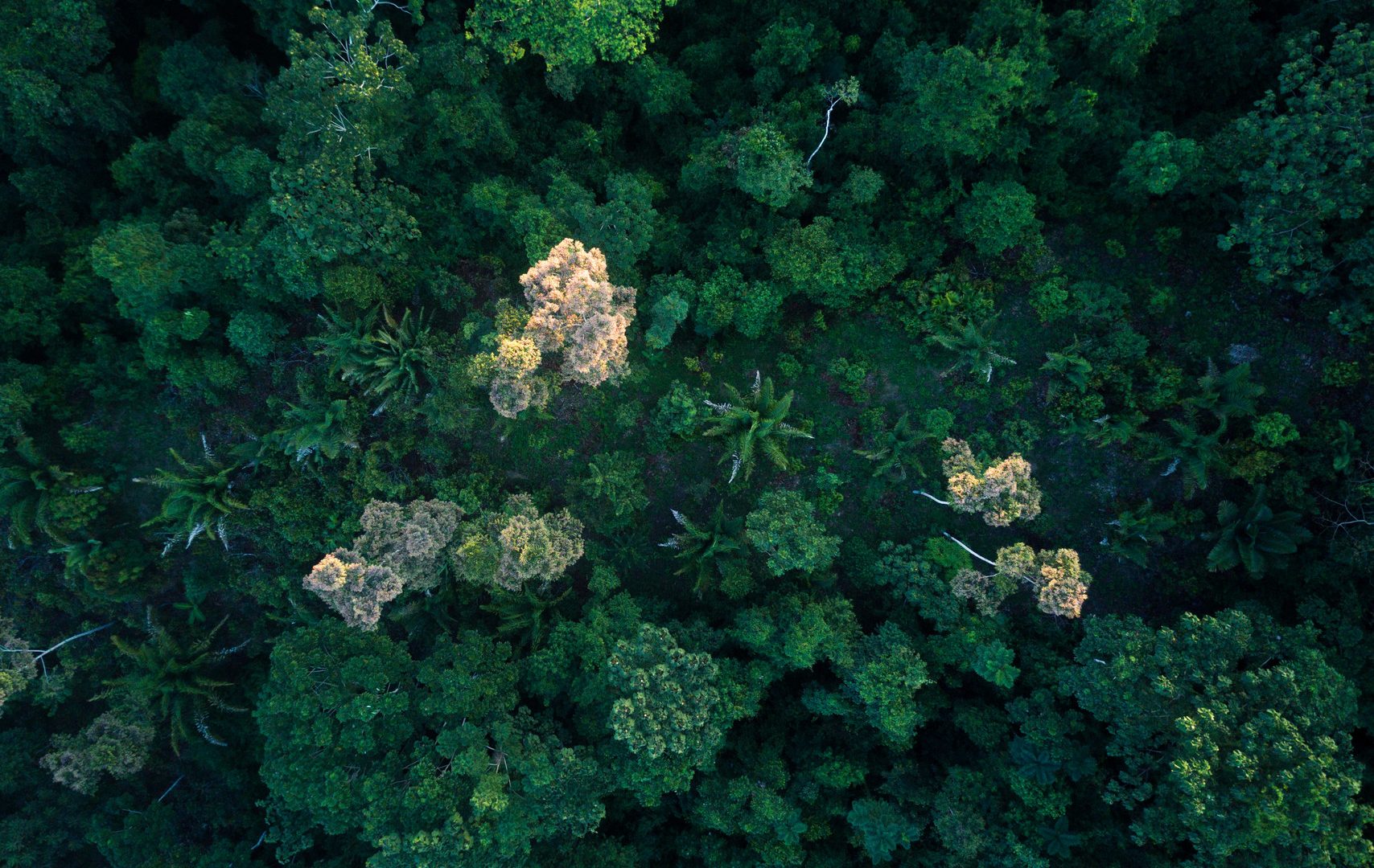 aerial view of rainforest canopy in the Asháninka forest in the Amazon