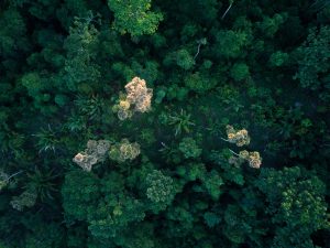 aerial view of rainforest canopy in the Asháninka forest in the Amazon