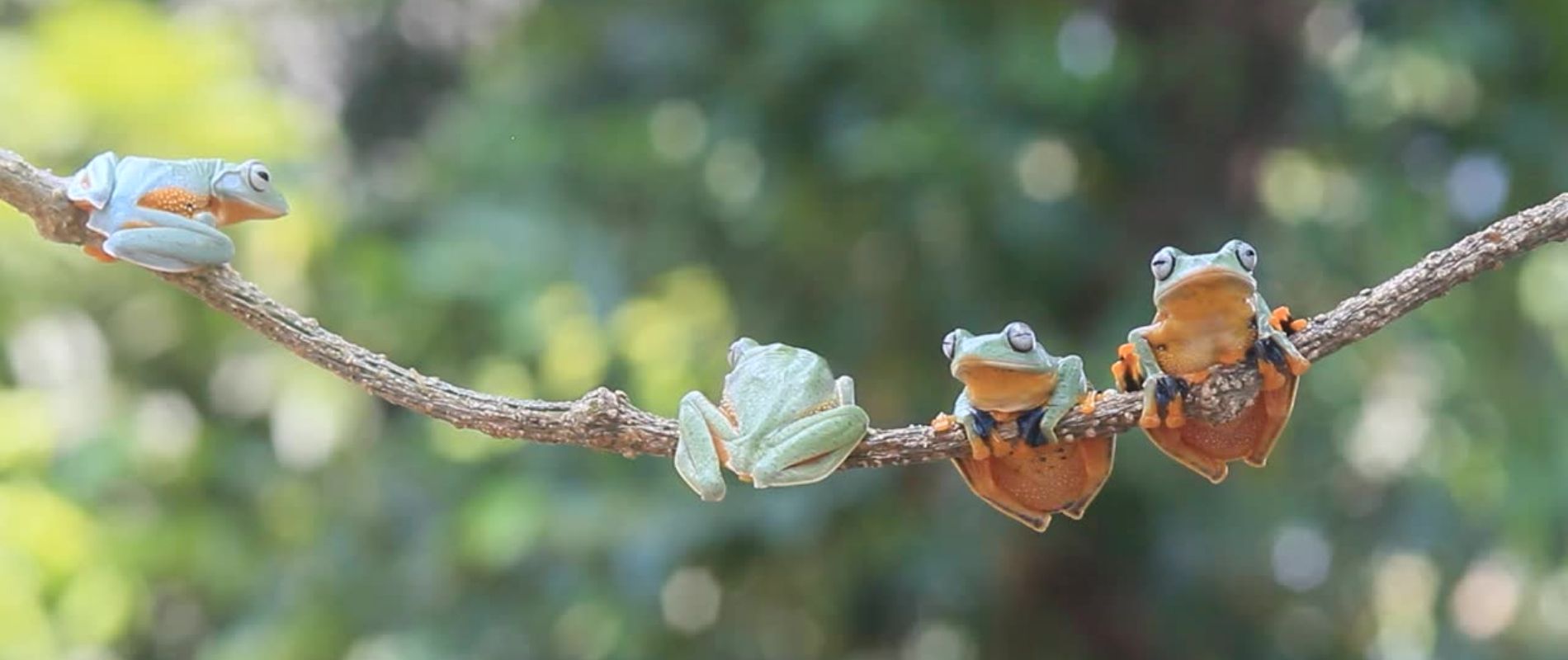 Four green tree frogs sit on a tree brach, two are facing the camera and two have their backs turned. In the background blurred trees can be seen.