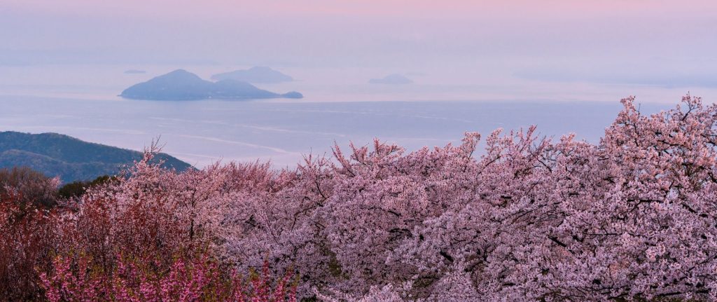 Blooming pink wild cherry blossom trees over look the sea. Islands can be seen in the distance and the dusk sky is a dusty pink. 