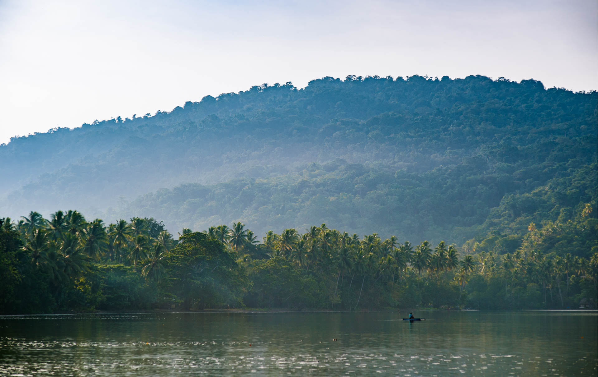 panoramic view of rainforest rolling over a hill on the edge of an ocean