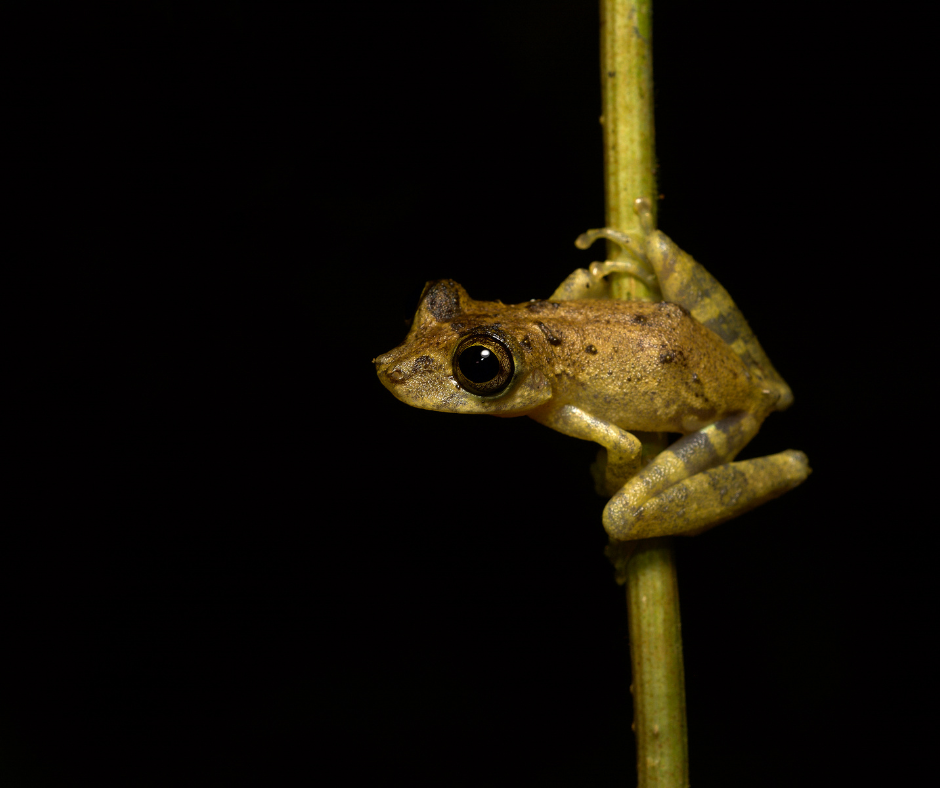 A small green and brown frog perched on a single reed 