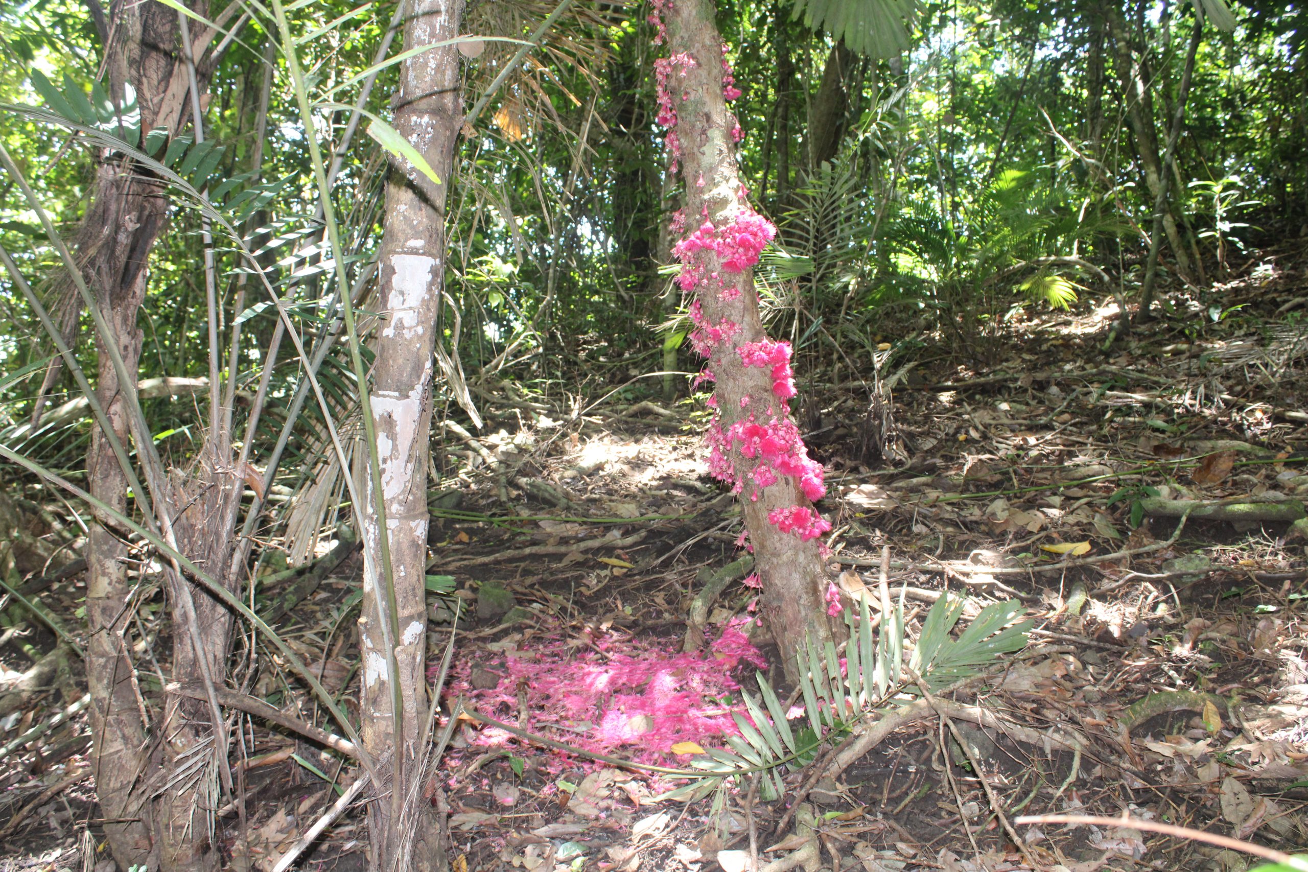A tree trunk is in the centre of the shot, growing from the bark are bright pink flowers. A pile of fallen pink flowers builds next to the trunk. The surrounding forest floor is littered with brown laves, while green trees can be seen in the background.
