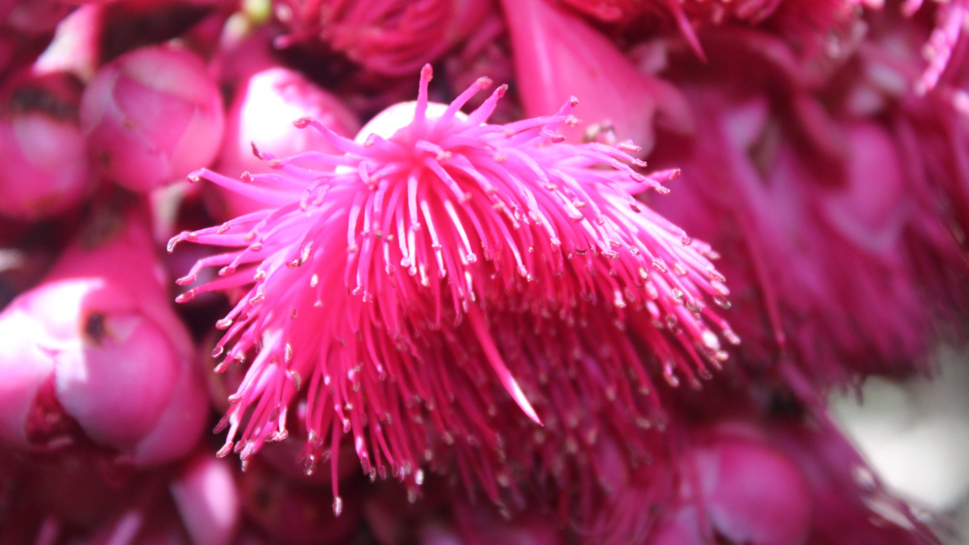 Close up of a bright pink flowering Syzygium versteegii tree, taken by biodiversity officers in Wabumari.