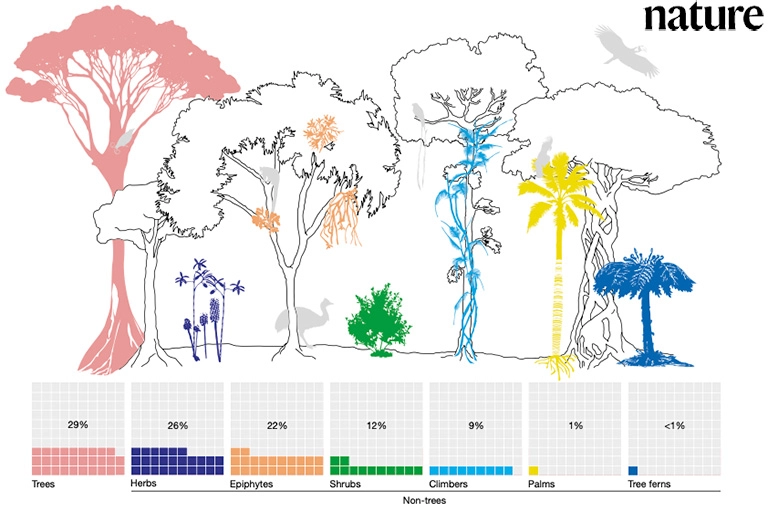 Diagram showing the fraction of species trees (pink), herbs (dark blue), epiphytes (orange), shrubs (green), climbers (light blue), non-climbing palms (yellow) and tree ferns (mid blue)