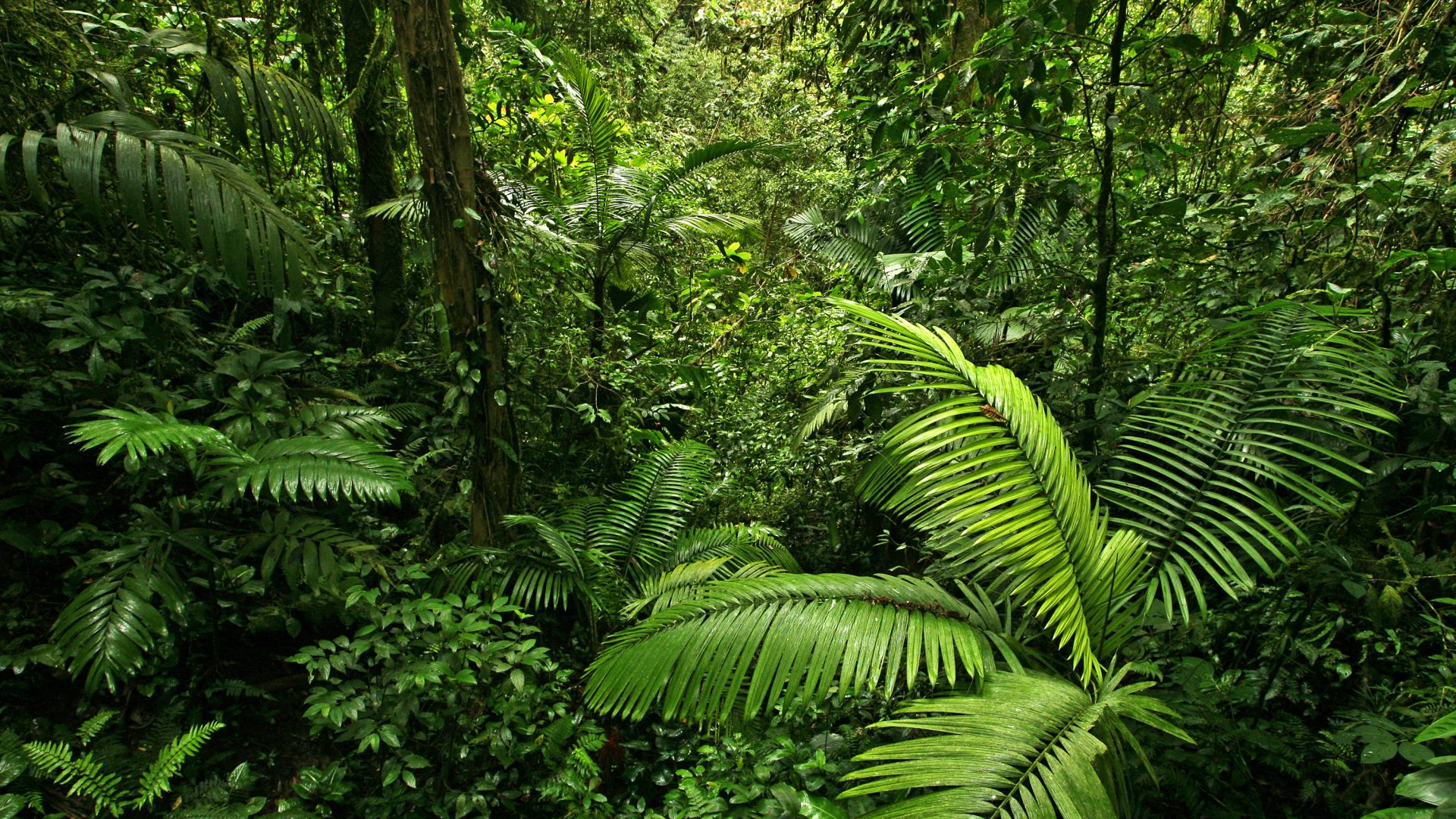 A scene looking straight into a dense tropical rain