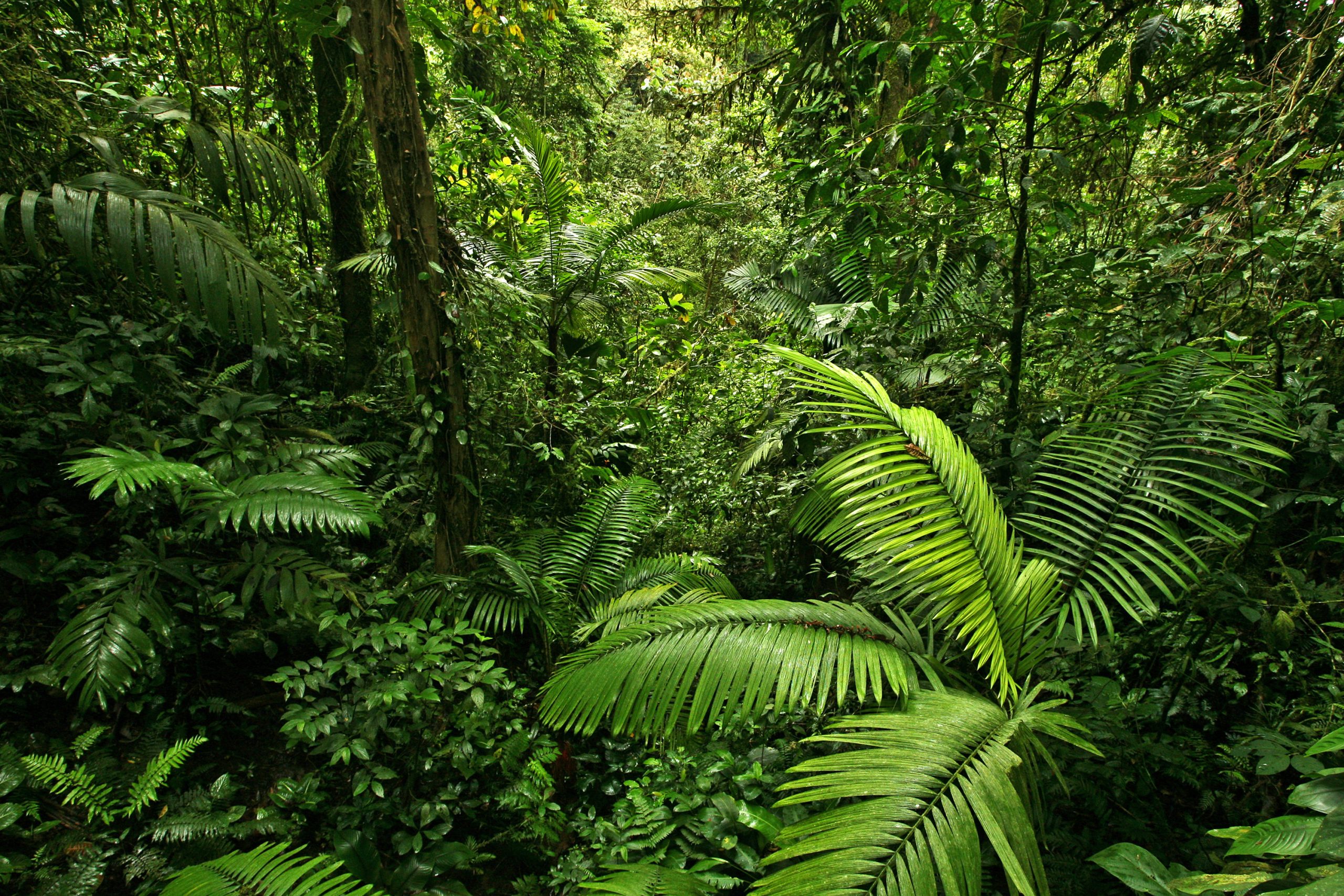 A scene looking straight into a dense tropical rain