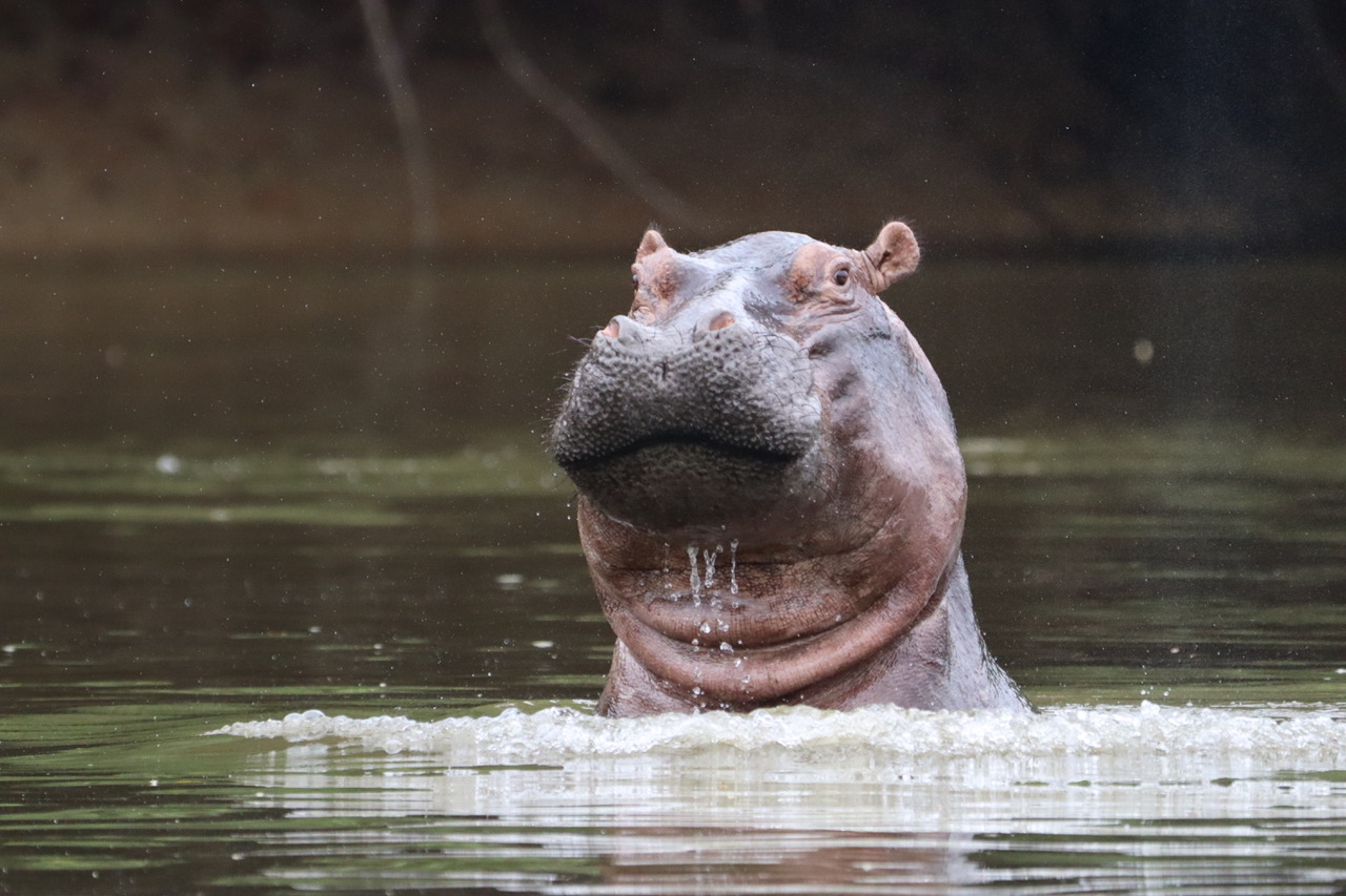 A hippo swimming in a lake in Gabon. Photo credit: Cyrille Mvele, OELO.