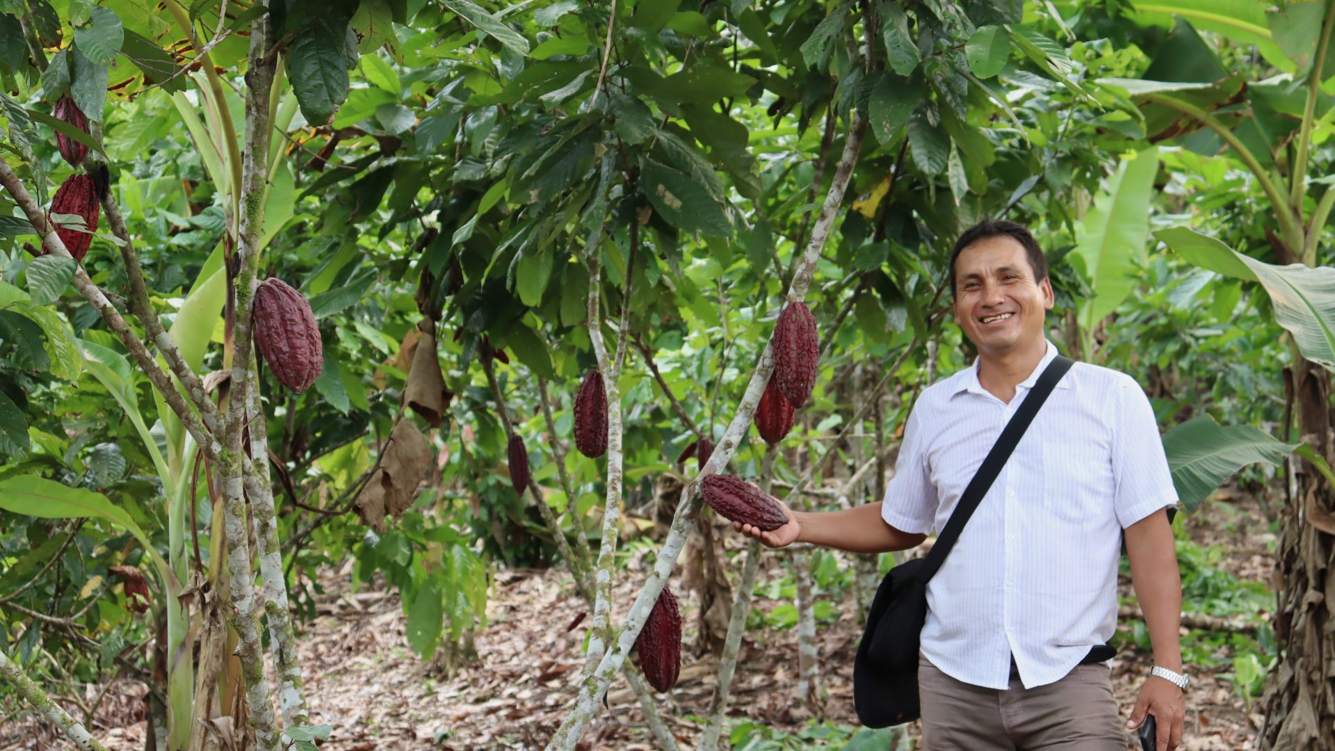 Moisés, Cacao field assistant, checking pods in a cacao garden in the Peruvian Amazon.