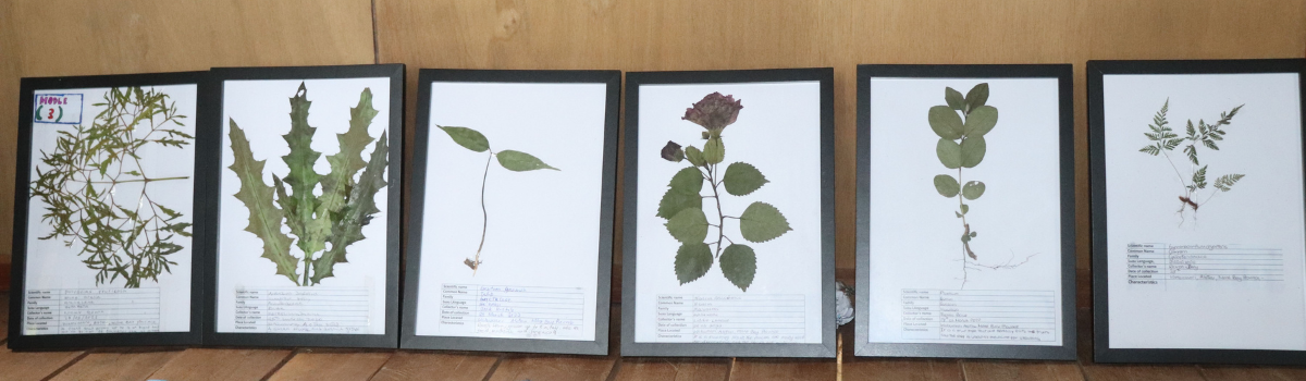 Six framed leaf samples taken from the Milne Bay area. All samples have been species identified.