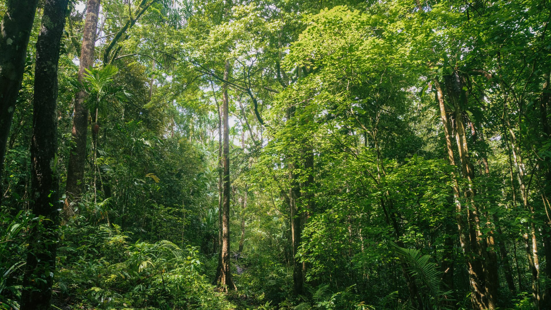 The lush tropical rainforest of Wabumari, Papua New Guinea