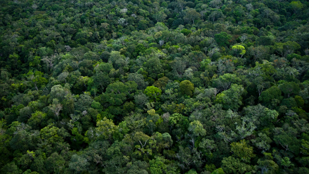 The dense, green trees of the Amazon rainforest. 