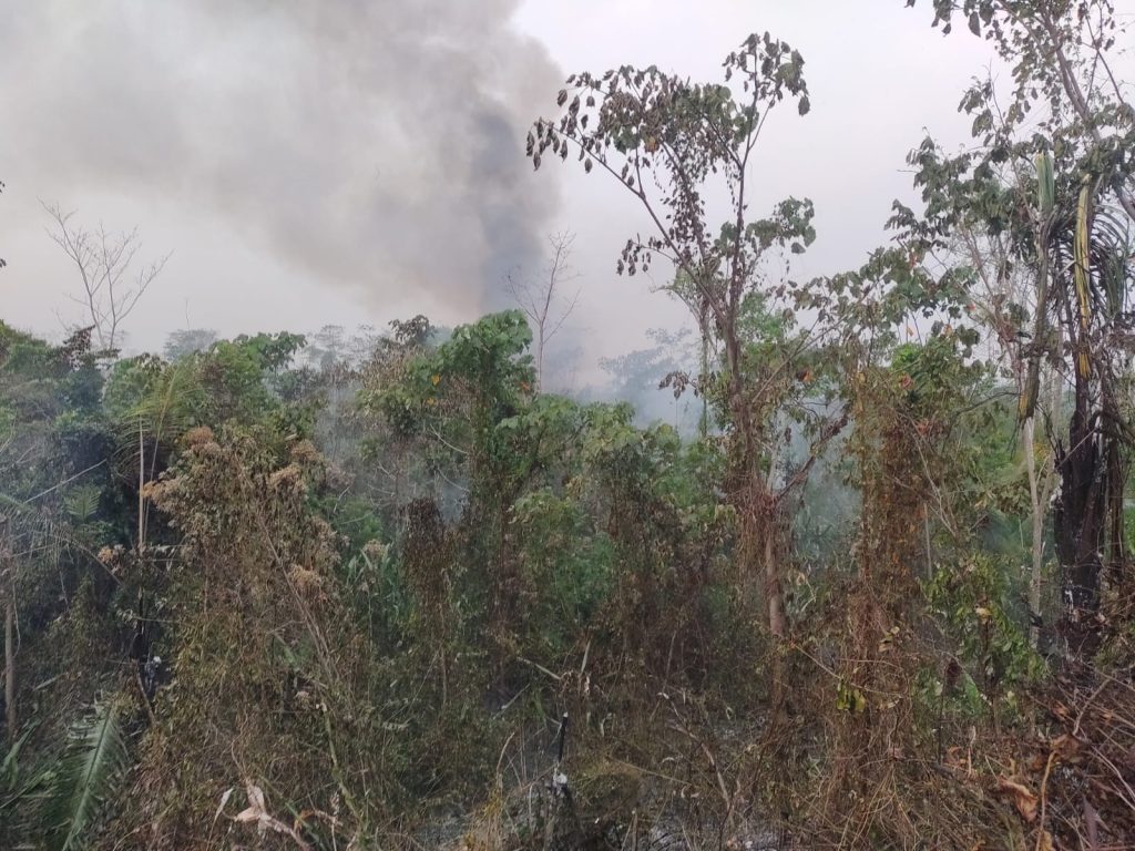The image shows trees in the rainforest charred and surrounded by the smoke of a forest fire. 
