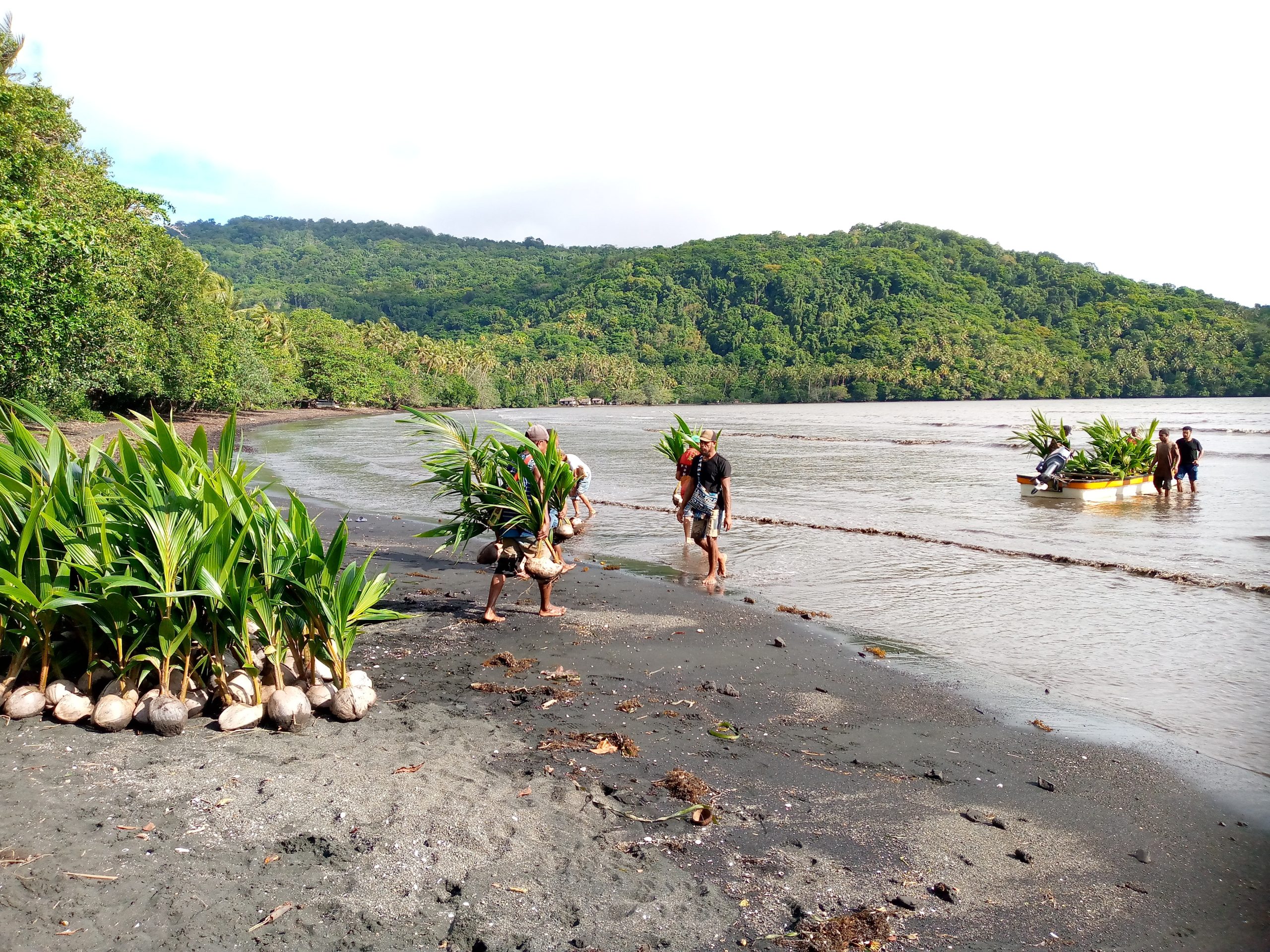 The Wabumari community in Papua New Guinea uprooting and distributing their first lot of coconut seedlings from boat to land.