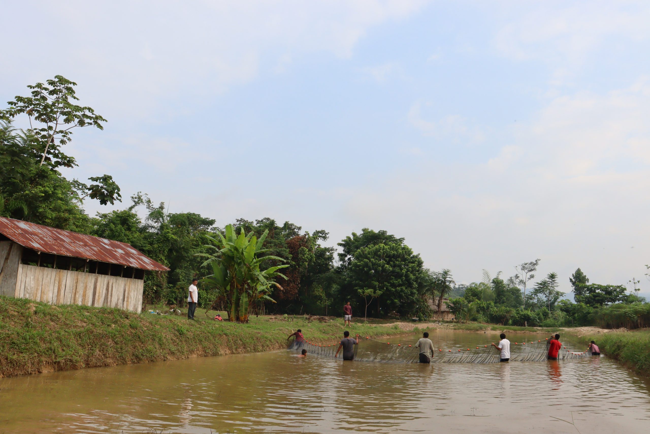 The Awajún community fish farming.