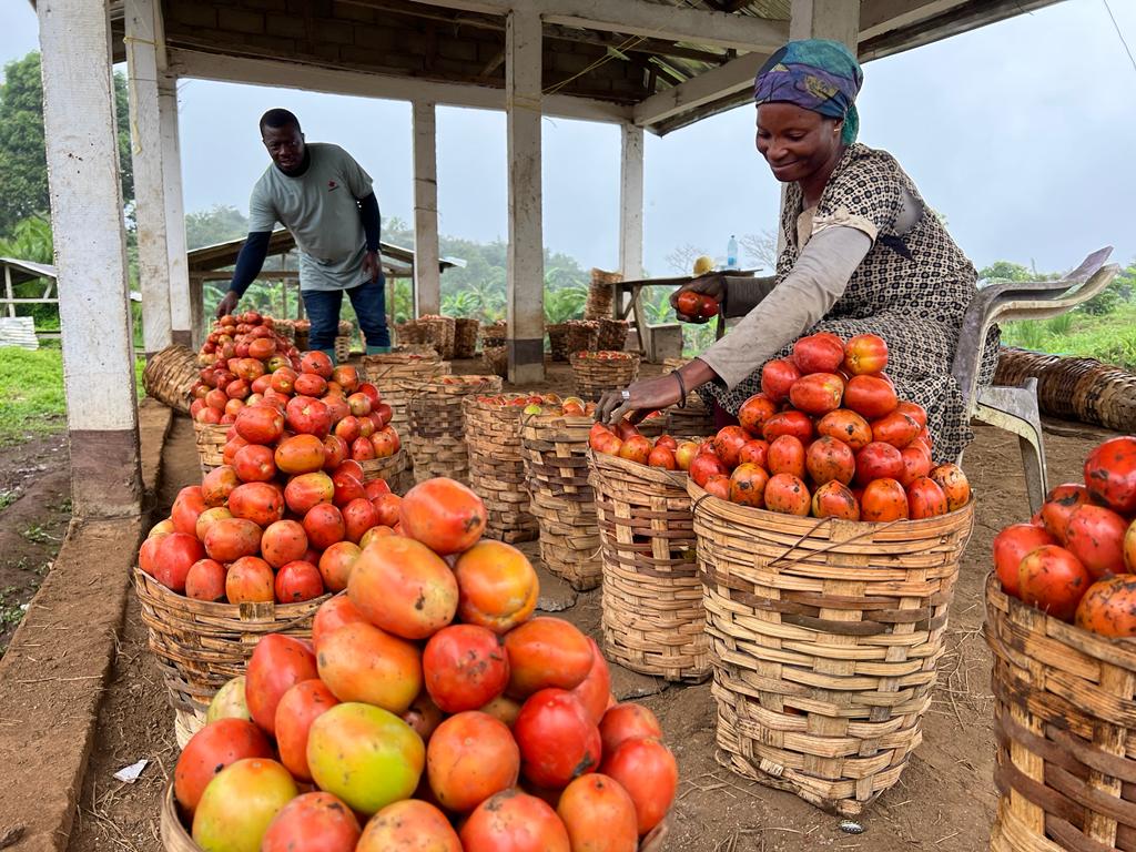 Organic tomatoes are being grown on family farms in rainforest communities