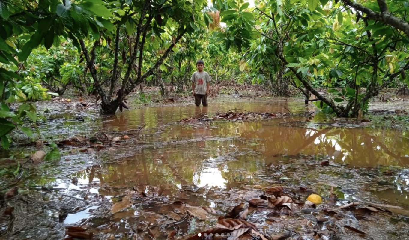 Ashaninka Cacao crops affected by flooding. Source: Central Asháninka del Río Ene (CARE).