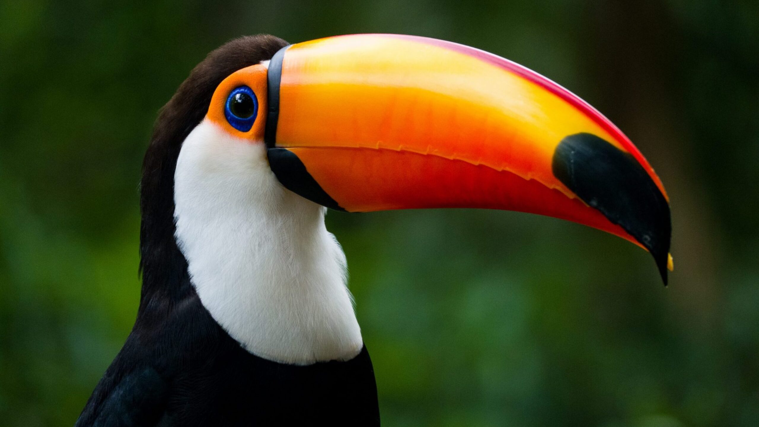 Protecting Biodiversity