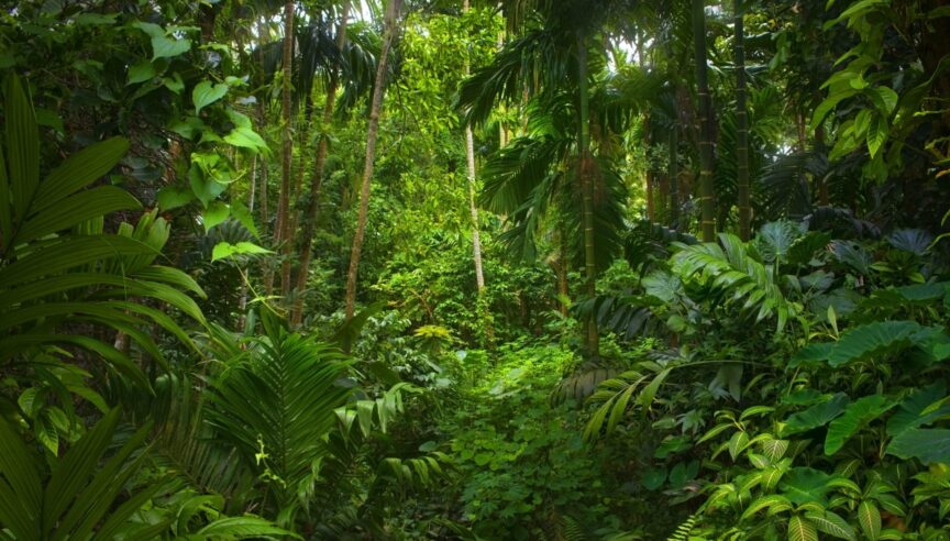 1 hectare