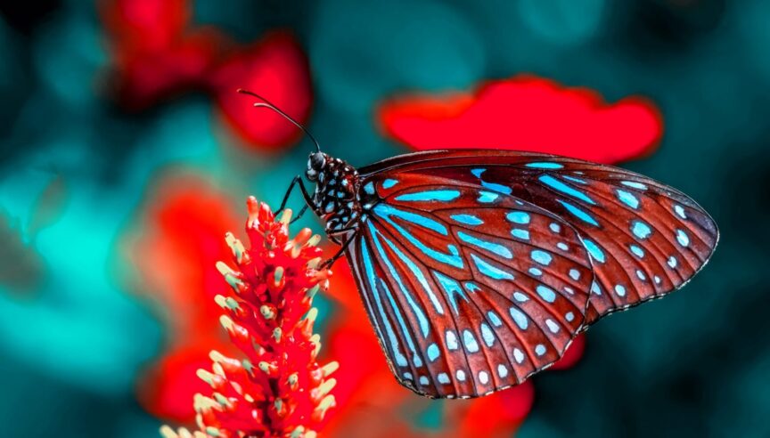 Balance biodiversity