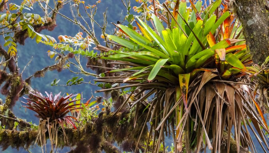 Epiphytes