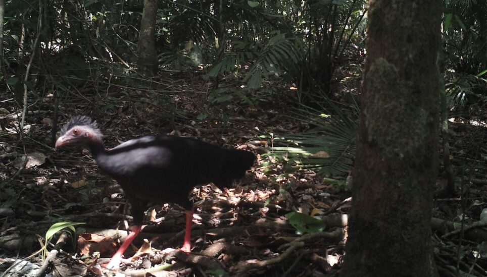 https://www.coolearth.org/wp-content/uploads/2025/07/16504-red-legged-brush-turkey-scaled-1.jpg