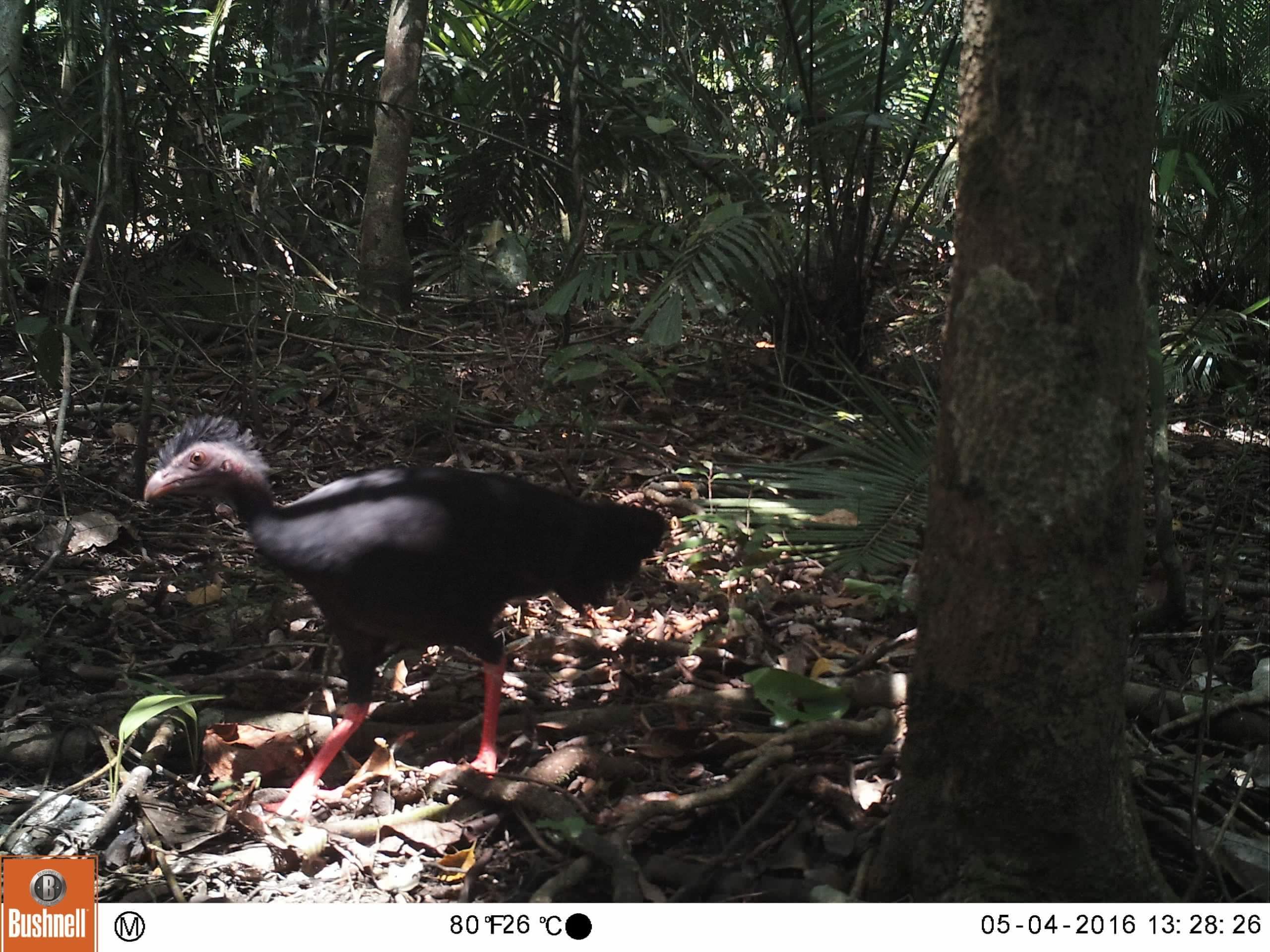 Red legged brush turkey pictured on a camera trap. 