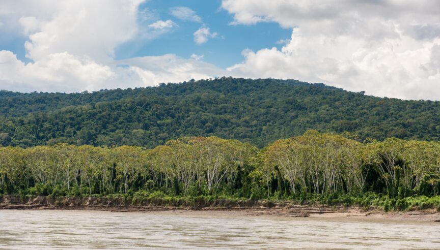 How to protect the rainforest: Cool Earth x Organic Basics for Earth Month 2026