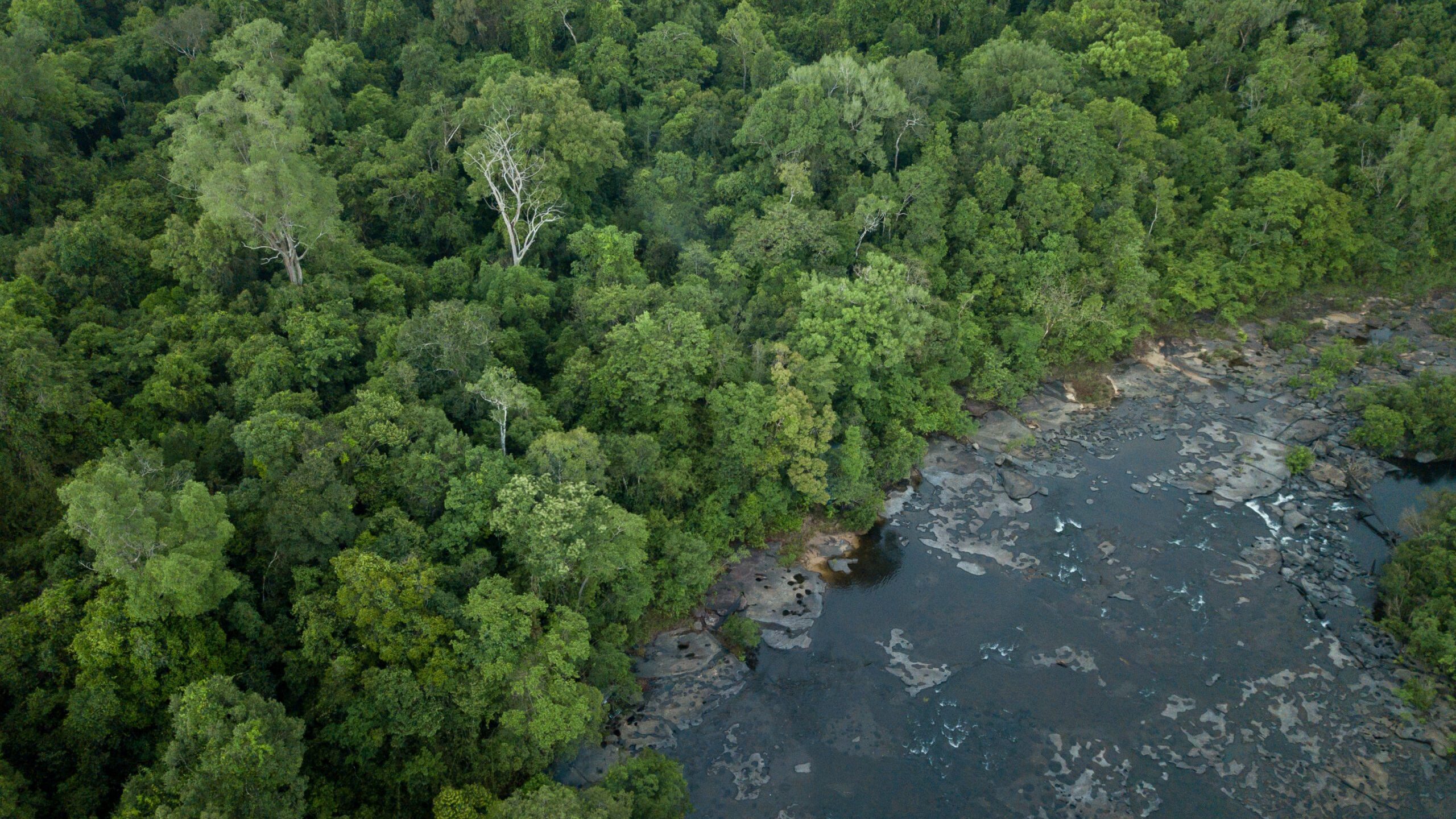 Crocodile conservation in the Cardamom Mountains