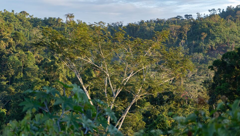 https://www.coolearth.org/wp-content/uploads/2025/07/190515_Peru_Ashaninka_Tinkareni-3342-scaled-1.jpg