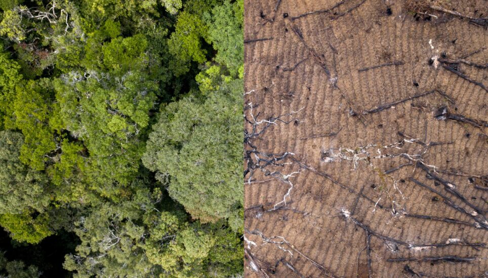 https://www.coolearth.org/wp-content/uploads/2025/07/210420-Deforestation-Split-Screen-scaled-2.jpg