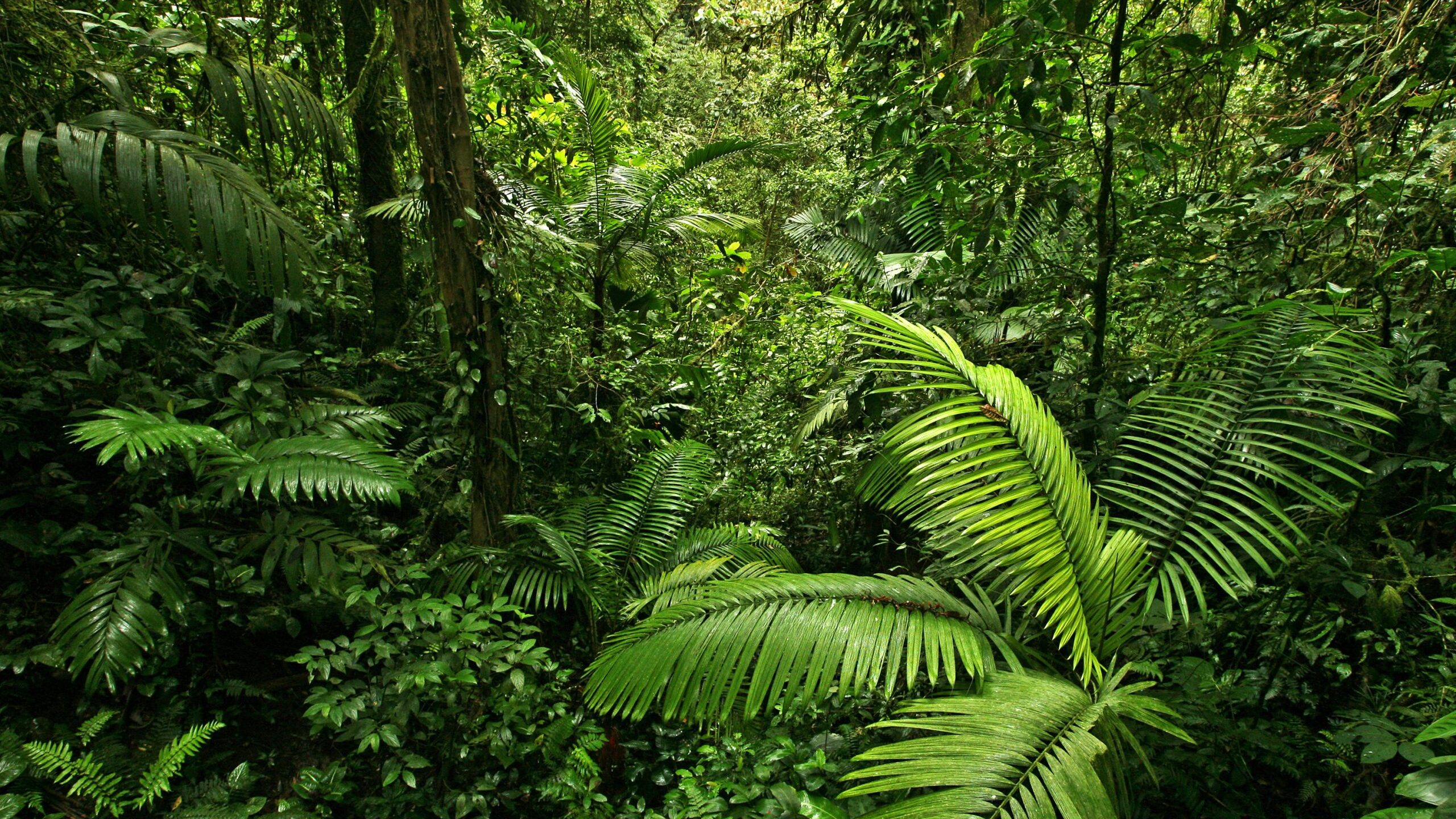 Cool Earth Joins the NGO Forest Coalition UK