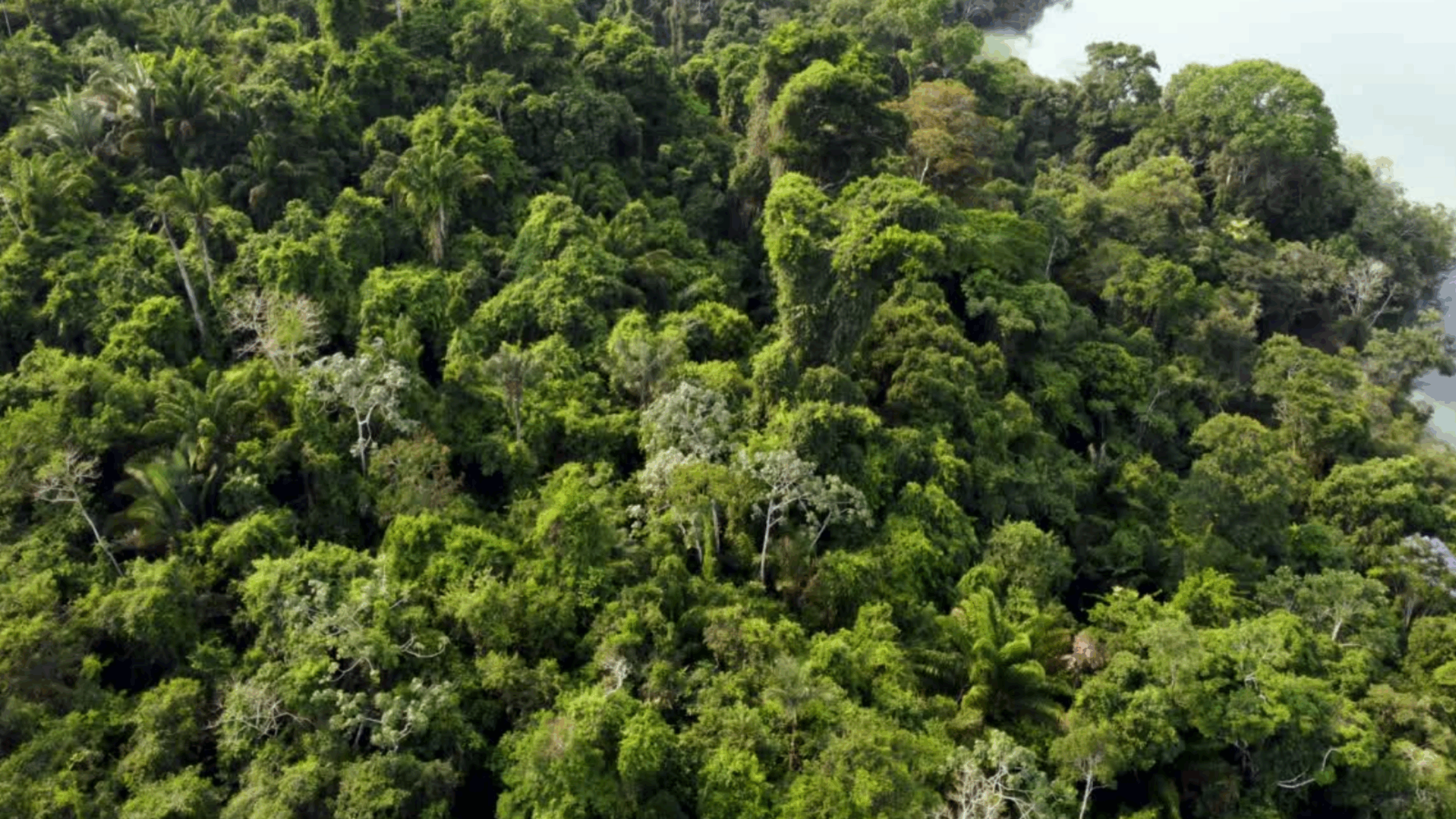 Simple isn’t easy: delivering cash to the heart of the Amazon rainforest